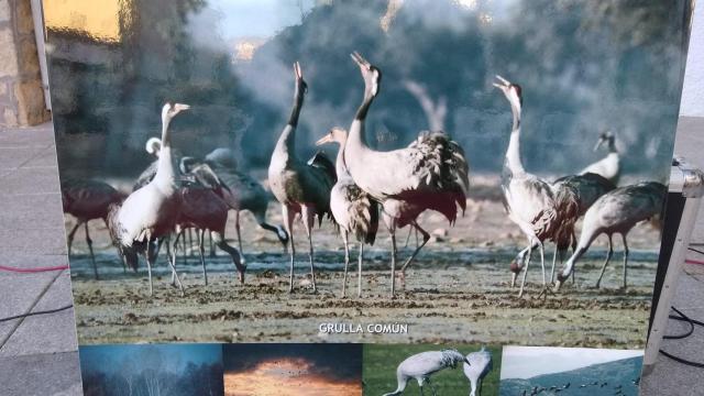 Imagen de la pasada edición del Festival de la Grulla de Candeleda.