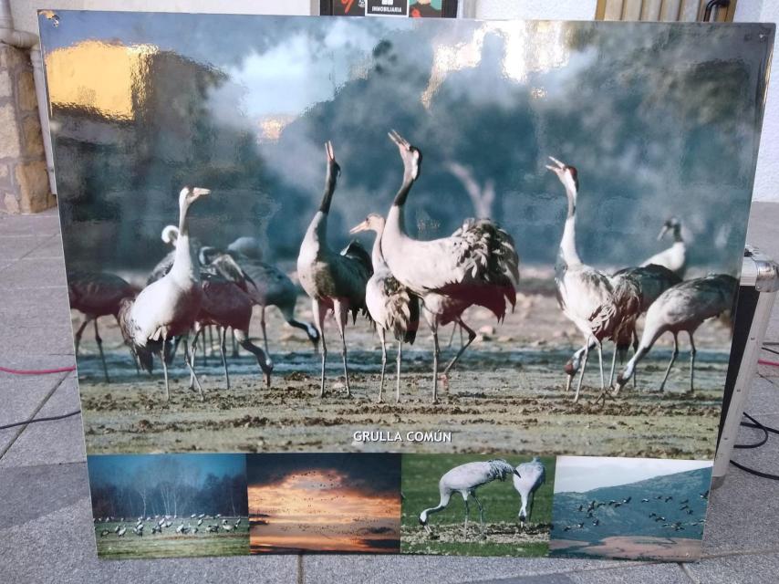 Imagen de la pasada edición del Festival de la Grulla de Candeleda.