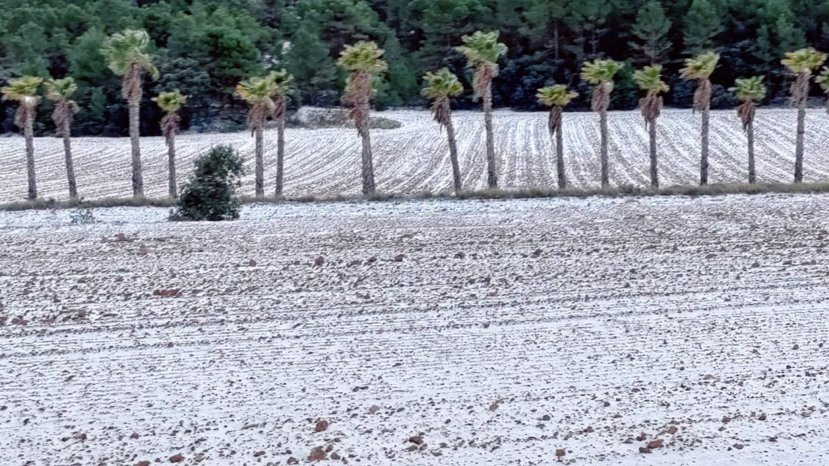 La nieve se ha dejado notar en puntos como el puerto de montaña de Canalís, Onil.