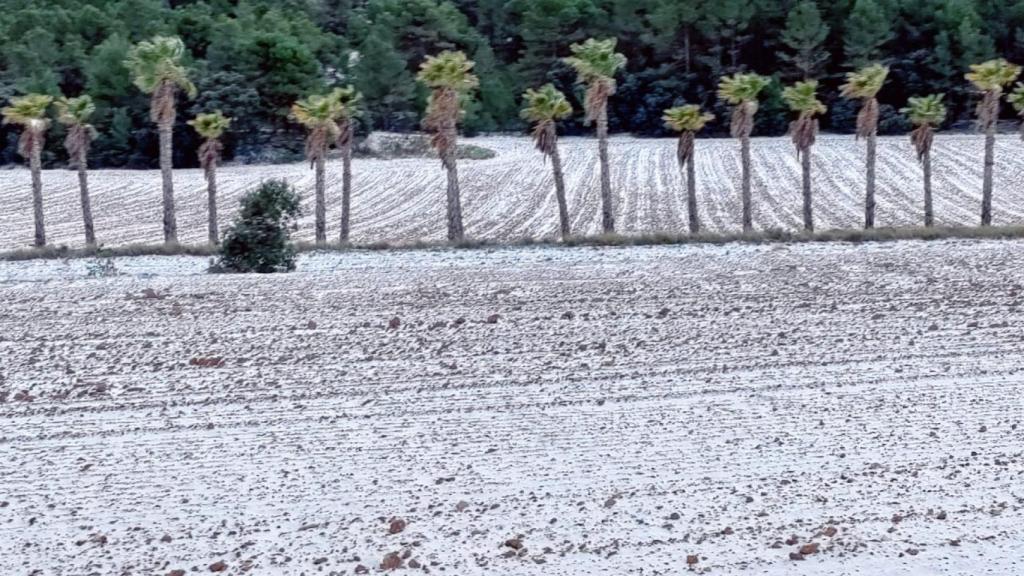 La nieve se ha dejado notar en puntos como el puerto de montaña de Canalís, Onil.