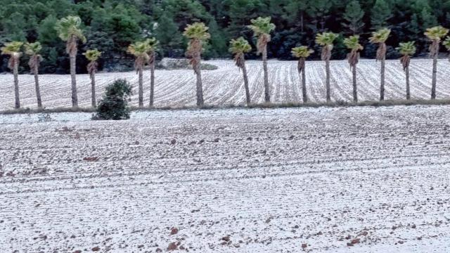 La nieve se ha dejado notar en puntos como el puerto de montaña de Canalís, Onil.