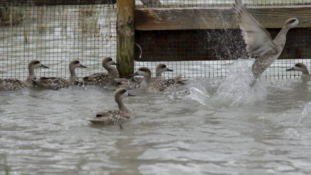 Cercetas pardillas en el Hondo.