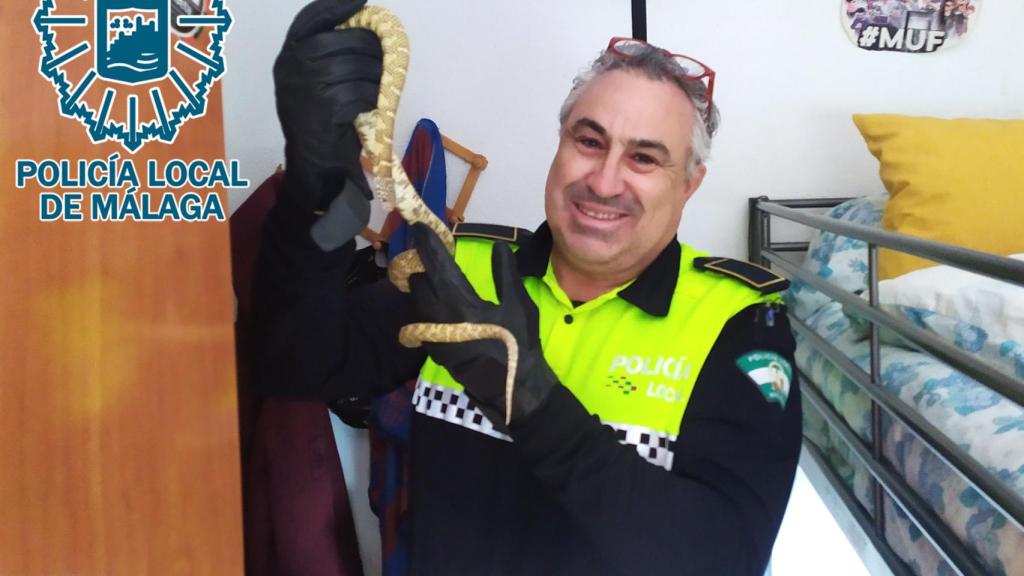 La serpiente recogida.