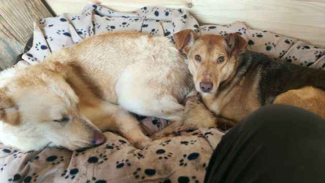 ‘Coa’ y ‘Pasalo’.