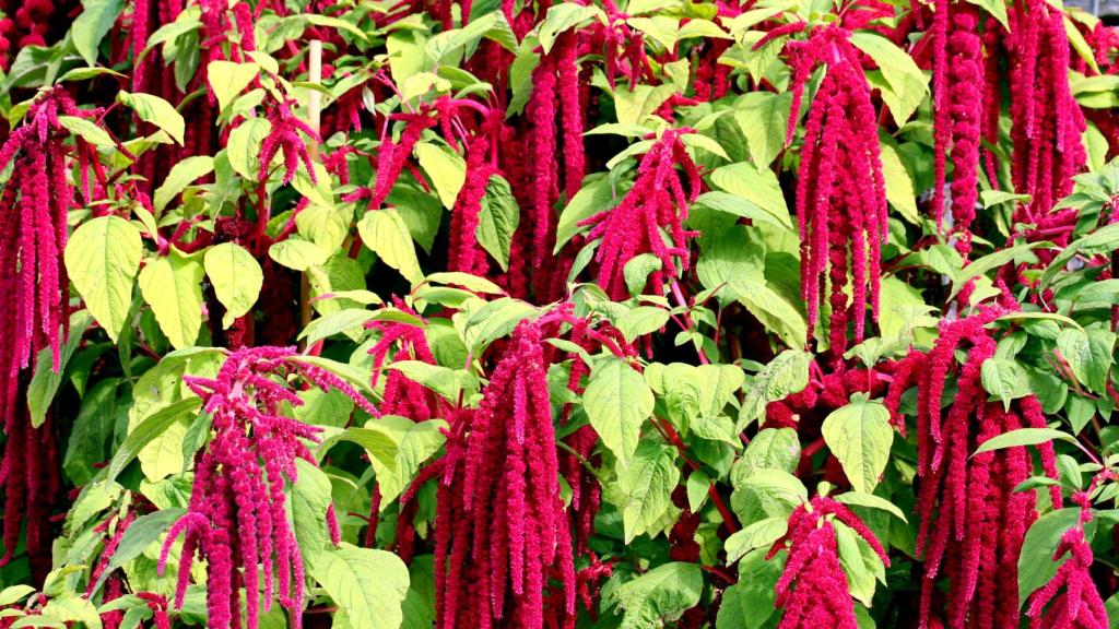 Su potente color rojo hace del amaranto una planta muy reconocible.