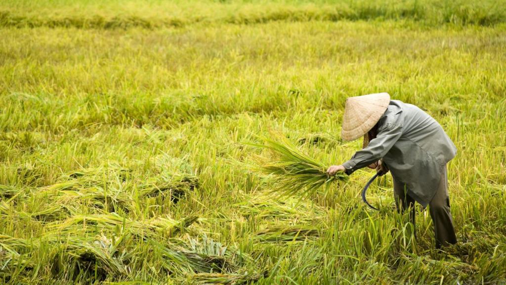 Un hombre cosecha arroz en el delta del Mekong (Vietnam)