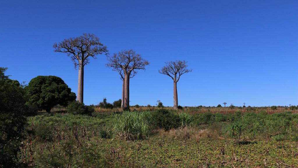 Madagascar.