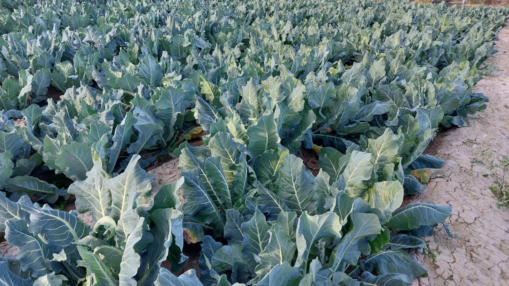 Imagen de archivo del cultivo estrella de la zona, la alcachofa.