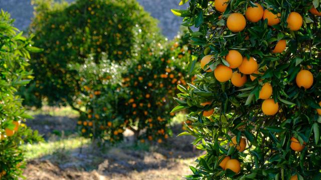 Un campo con naranjos, en una imagen de archivo.