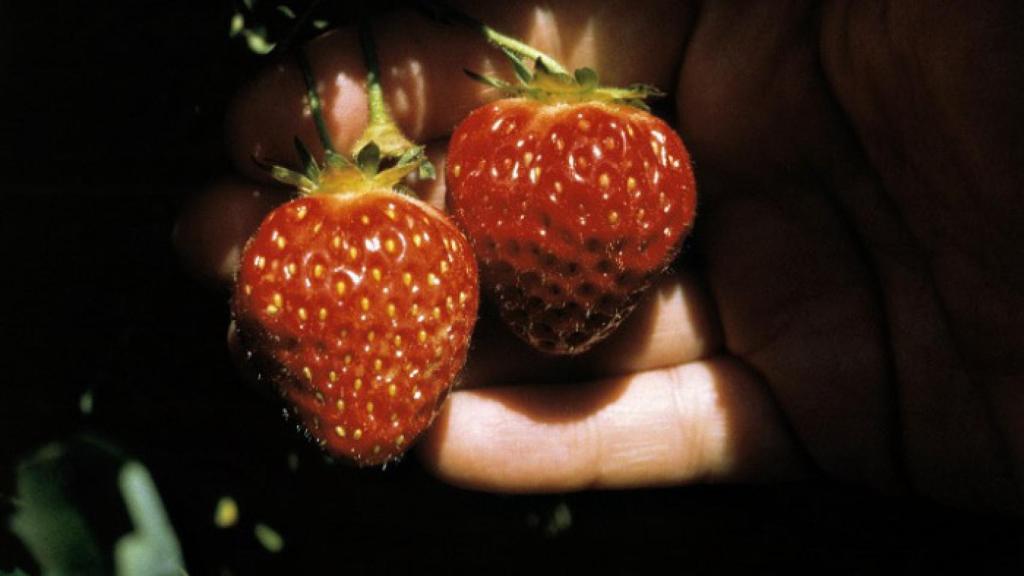 Fresas.