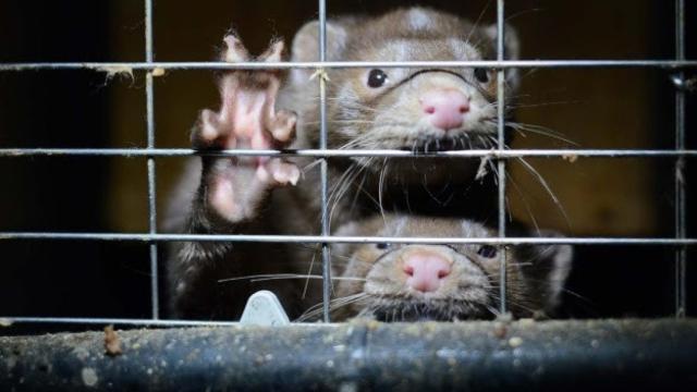 Visones americanos en una jaula (WWF/EP)