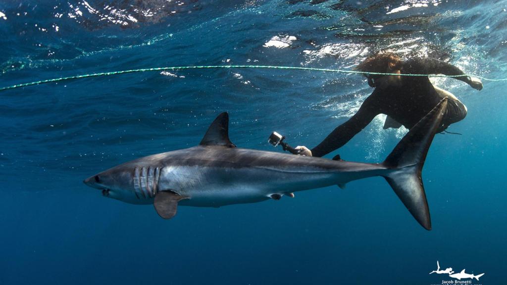 Detalle de un tiburón mako  en una imagen cedida