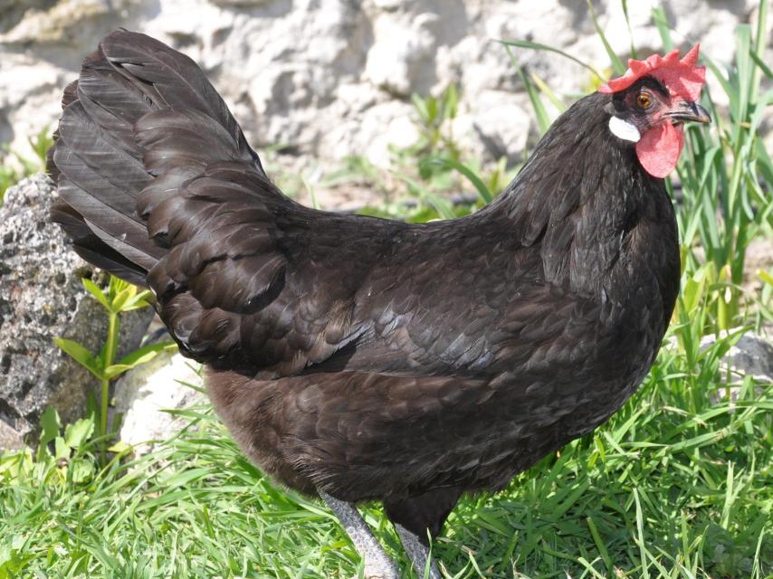 Gallina Negra Castellana