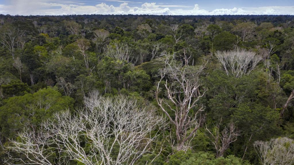 Algunos árboles muertos en la selva amazónica brasileña.