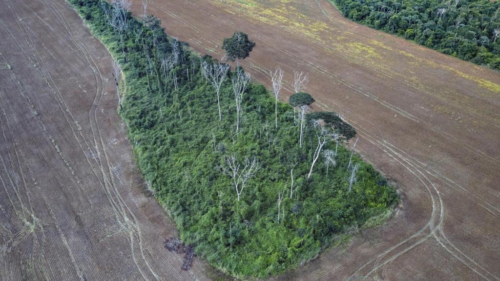 El fenómeno efecto de borde en la Amazonía brasileña.