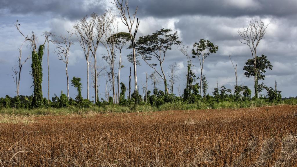 Imagen de la degradación del bosque de Belterra, en la Amazonía brasileña.