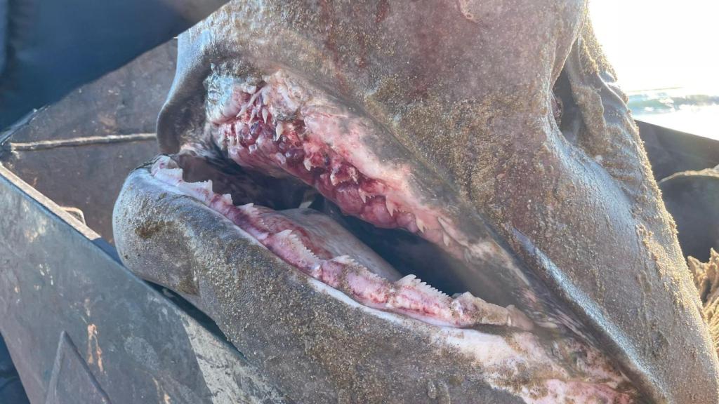 El ejemplar fallecido en la playa de La Mata en Torrevieja.