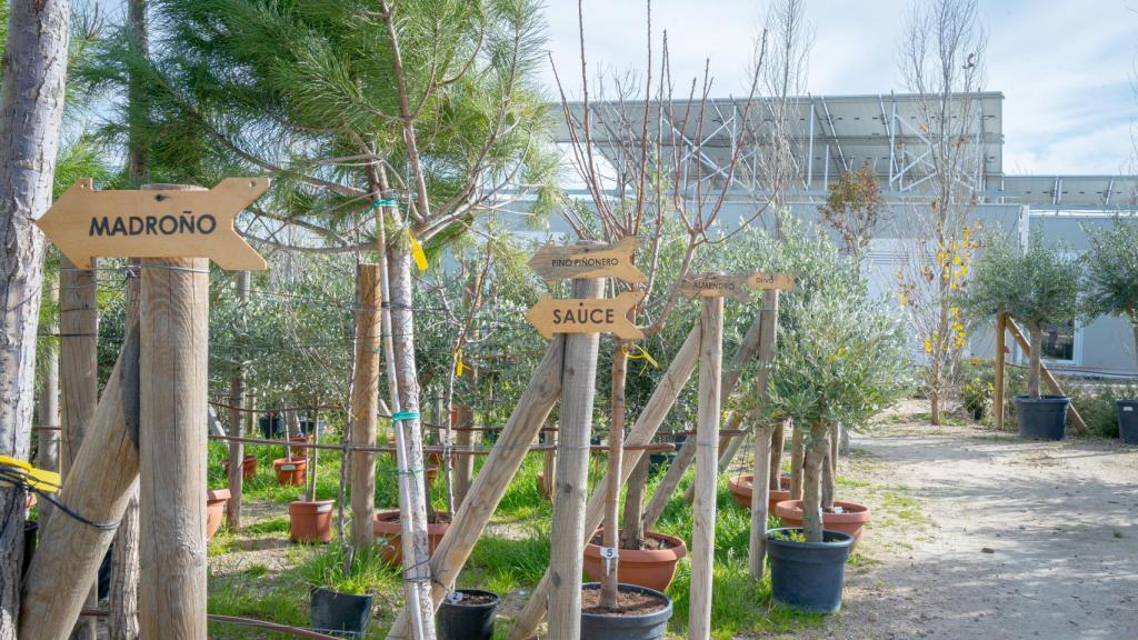 Se pueden comprar hasta 15 especies arbóreas distintas para plantar en Recordarium