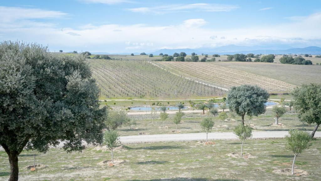 Algunos de los árboles plantados y la laguna, donde también se esparcen las cenizas.