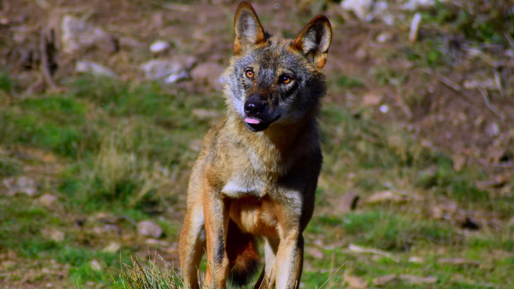 Ejemplar de lobo ibérico.