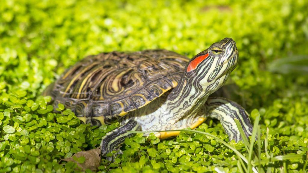 Trachemys scripta elegans