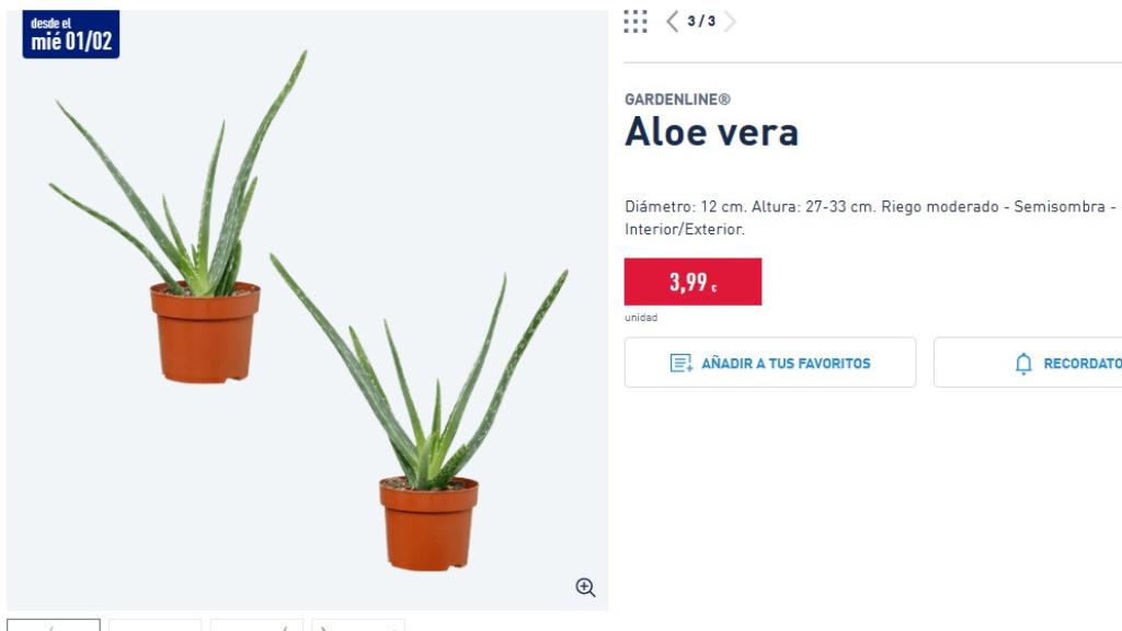 Planta aloe vera.