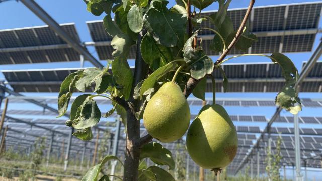 Planta agrovoltaica de Llupia en los Pirineos Orientales.