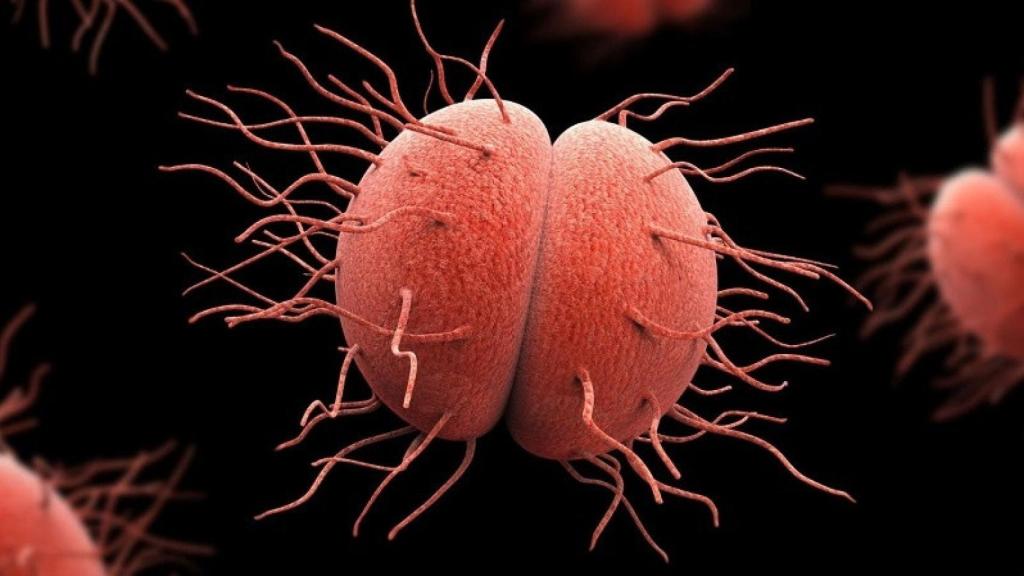 Neisseria gonorrhoeae, bacteria causante de la gonorrea.