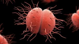 bacteria-de-la-gonorrea