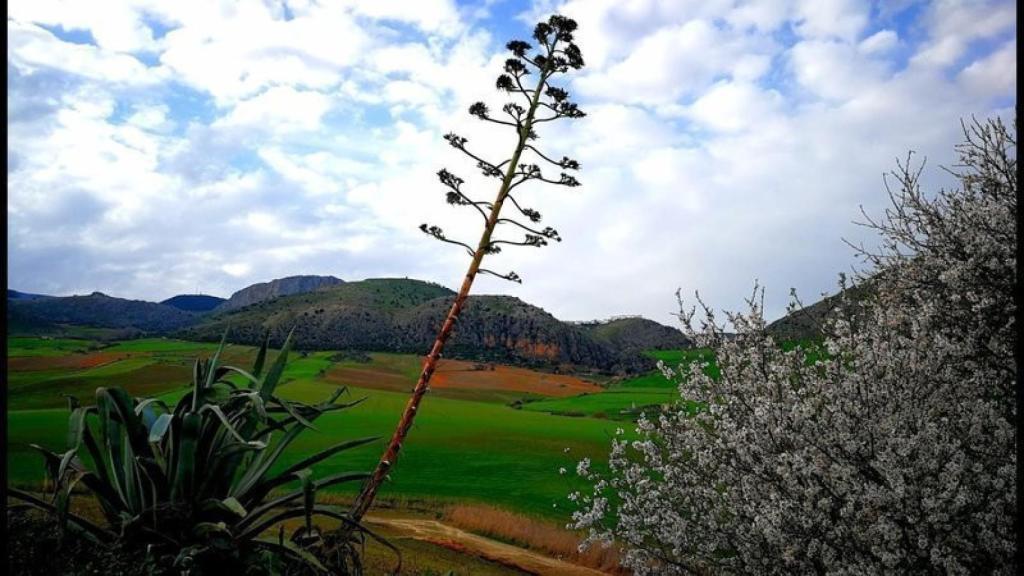 Vista de los suelos de Cañete la Real.