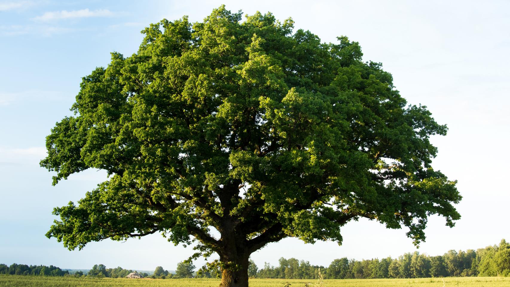 Un árbol en una imagen de archivo.