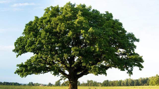 Un árbol en una imagen de archivo.