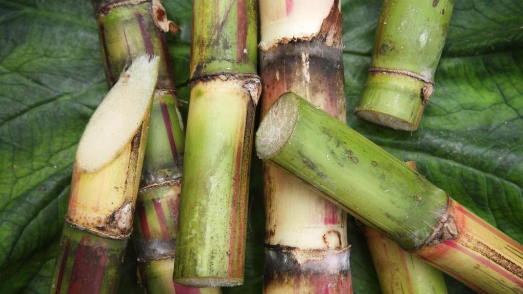 Unas cañas de azúcar.