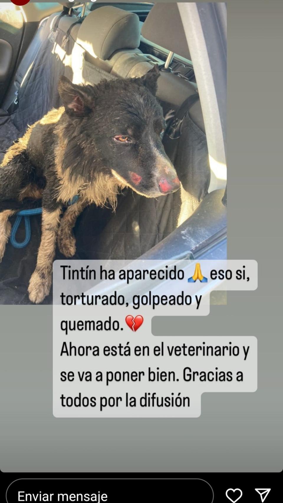 Tintín, el perro maltratado
