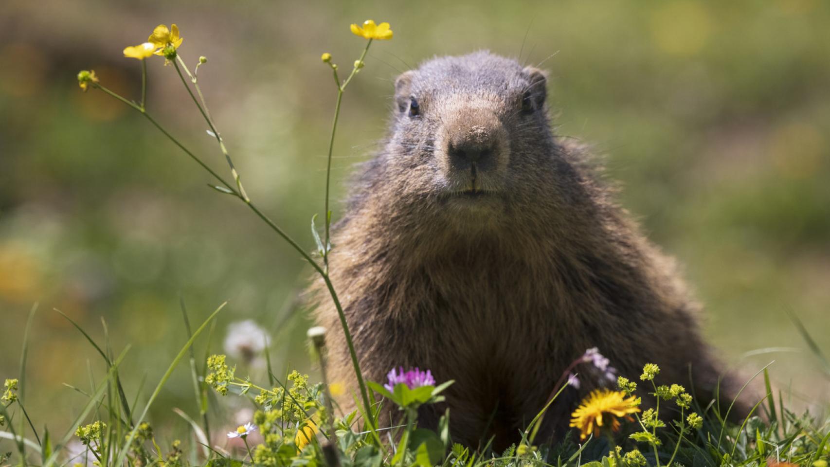 Día de la Marmota 2023: por qué se celebra el 2 de febrero