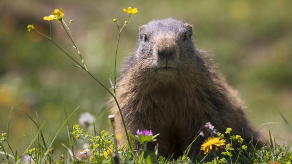 Día de la Marmota 2023: por qué se celebra el 2 de febrero