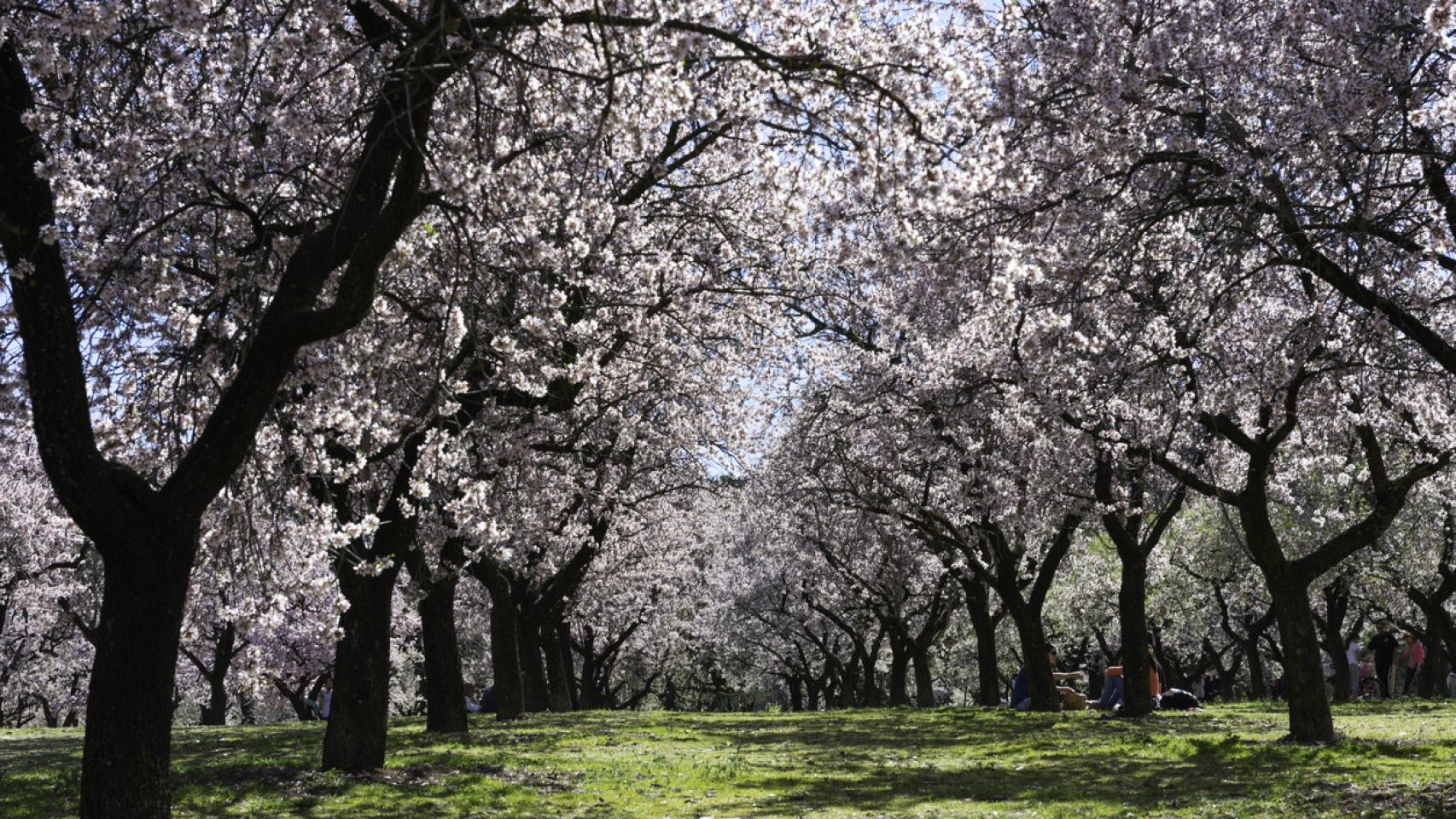 Dónde ver almendros en flor en Madrid: la estampa más japonesa sin salir de la ciudad