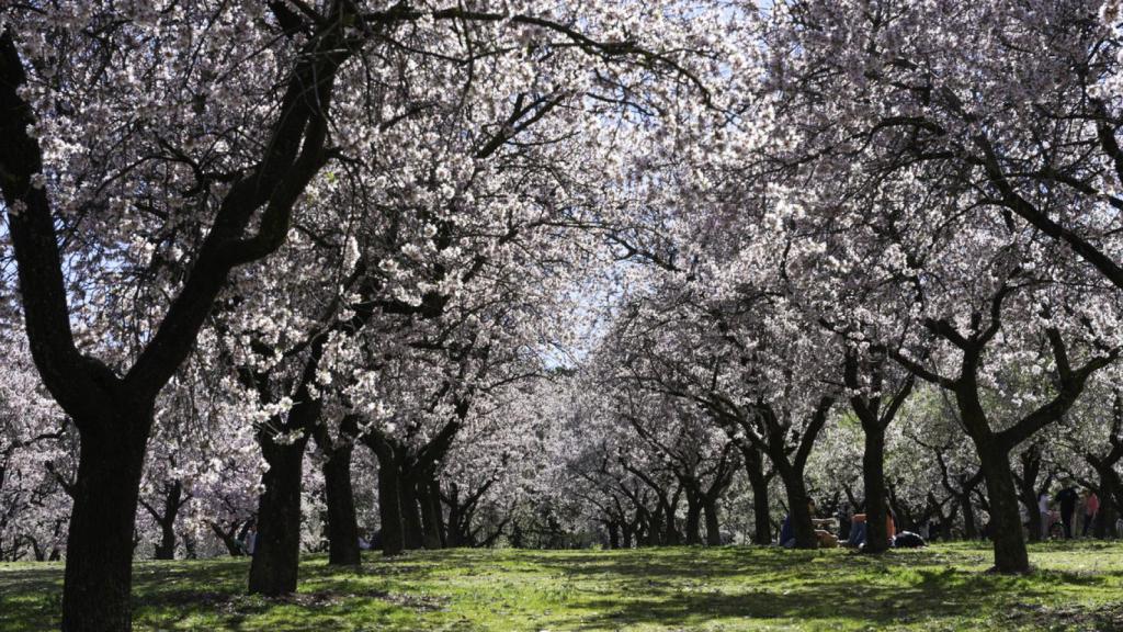 Dónde ver almendros en flor en Madrid: la estampa más japonesa sin salir de la ciudad