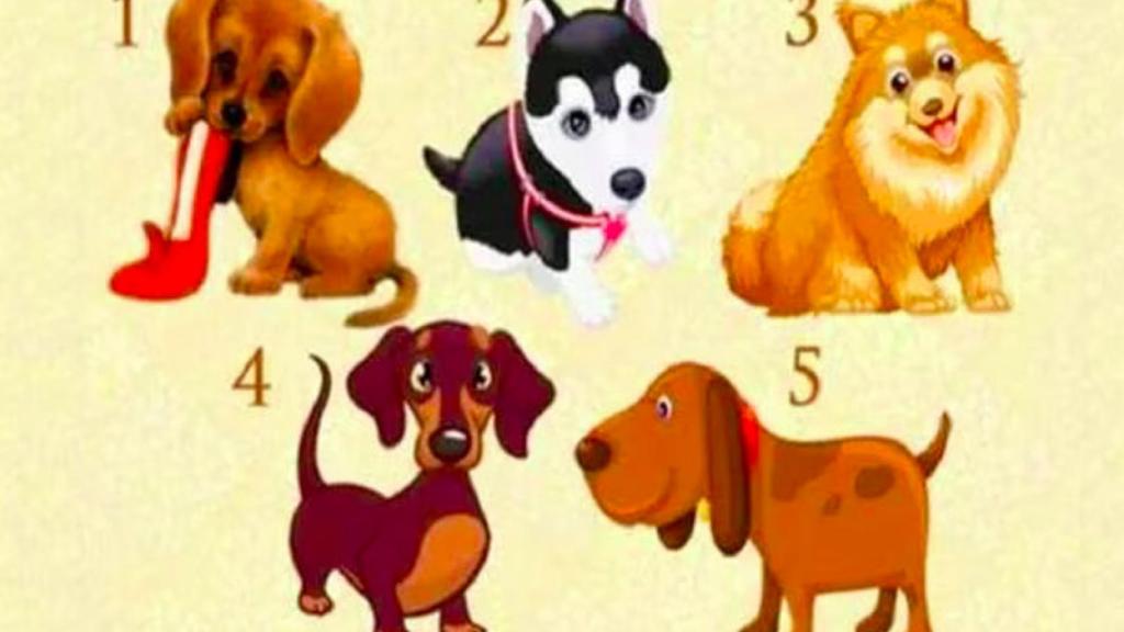 ¿Qué perro eliges en este test de personalidad?
