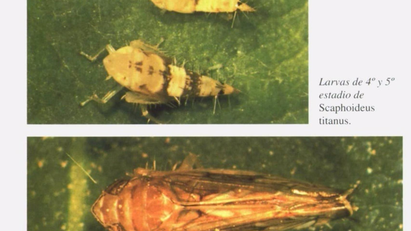 Ejemplares del insecto ‘Scaphoideus titanus’, causante de la plaga de la flavescencia dorada de la vid.