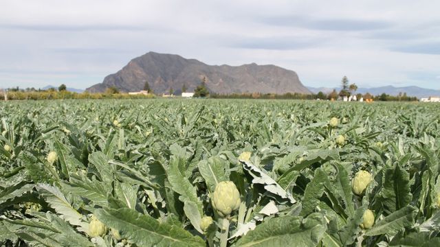 Un campo de alcachofas en la Vega Baja (Alicante).