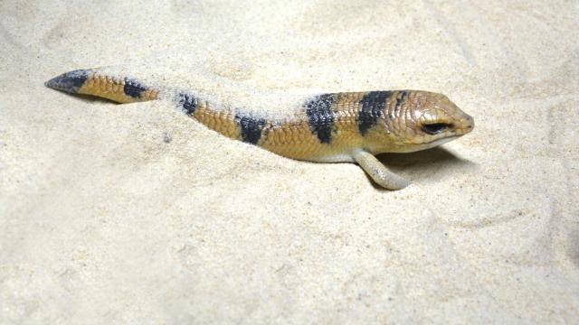 El ejemplar de 'pez de arena' que ha llegado a Benidorm.