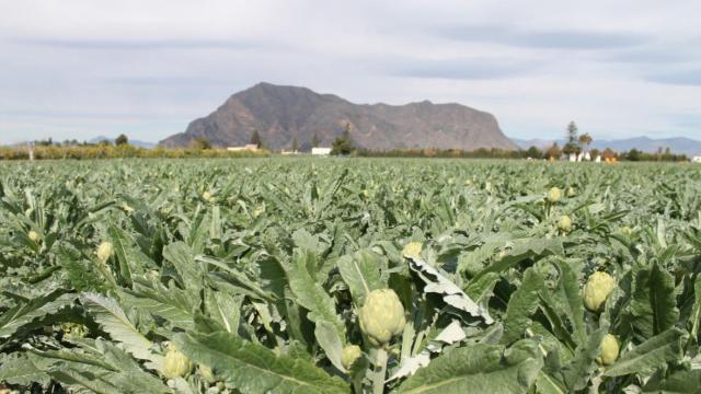 Un campo de alcachofas en la Vega Baja (Alicante).