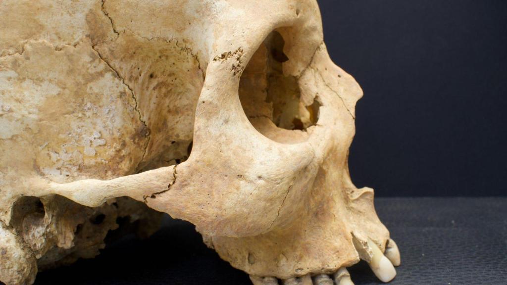 Imagen de archivo de una calavera