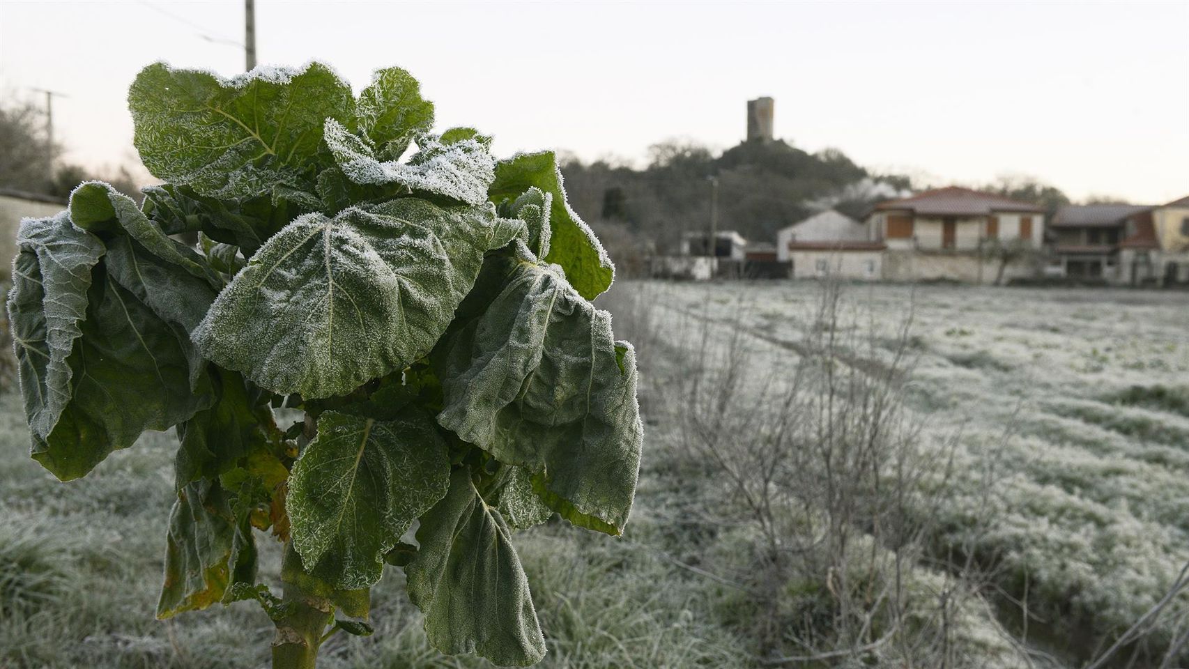 Vegetación afectada por las heladas en una imagen de archivo.