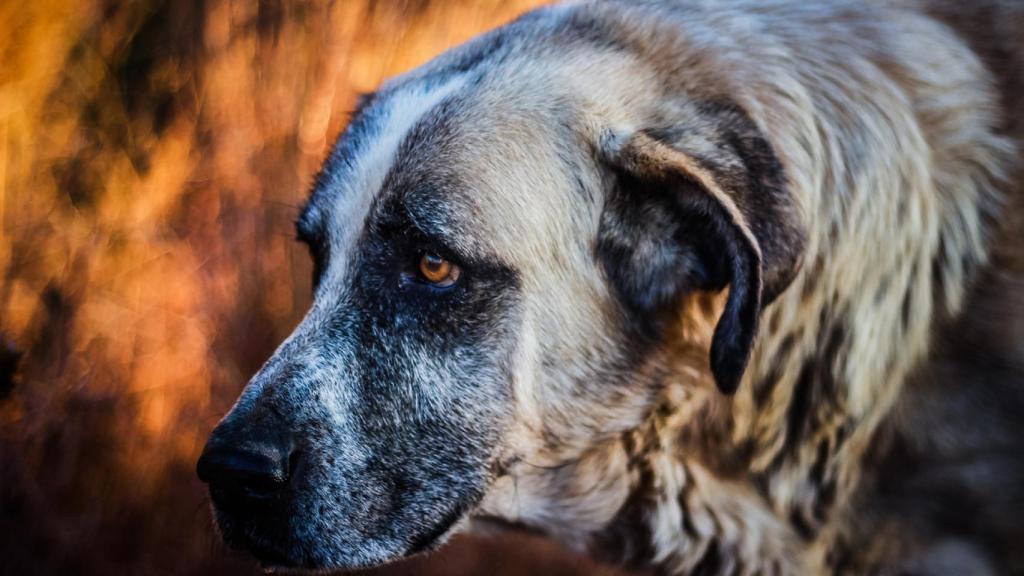 Esta es la edad del perro más viejo del mundo
