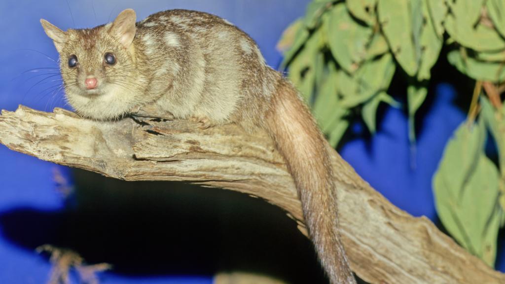 Ejemplar de quoll del norte.