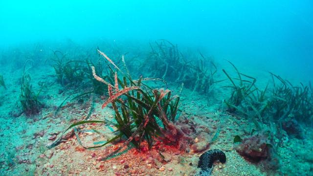 Las praderas de posidonia están en peligro por los vertidos marinos, según alertan los científicos.