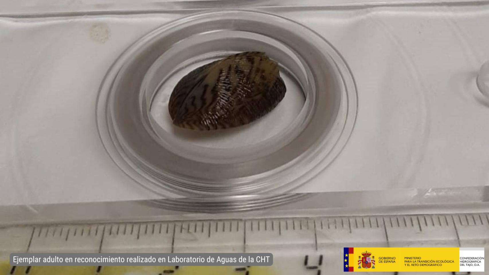 Ejemplar adulto de mejillón cebra. Foto: CHT.