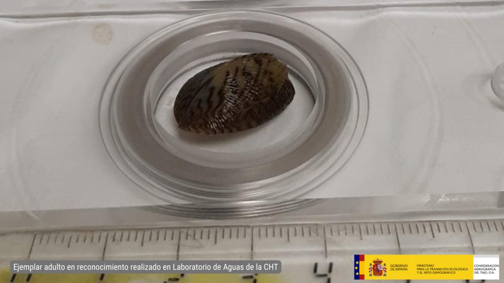 Ejemplar adulto de mejillón cebra. Foto: CHT.